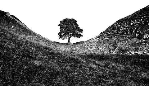 A black and white photo show a single mature tree silhouetted in the gap between two hills..