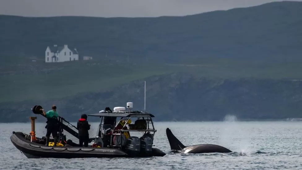 A boat holding a camera crew drifts next to a whale fin.
