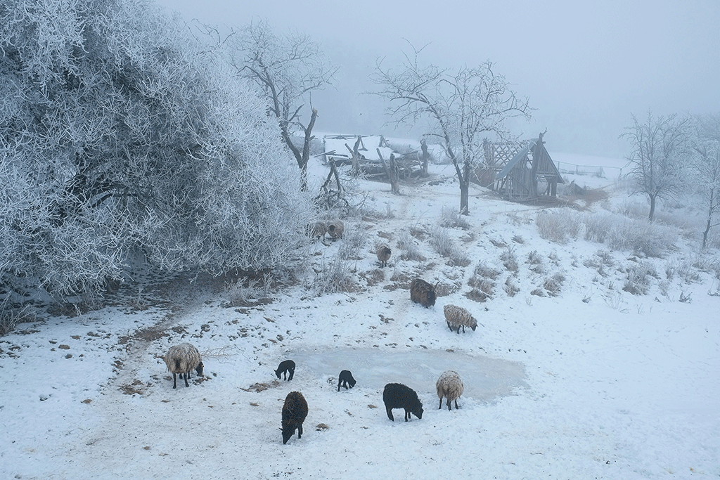 Sheep around a frozen pond in a snowy landscape, a ruined cottage sits beyond.