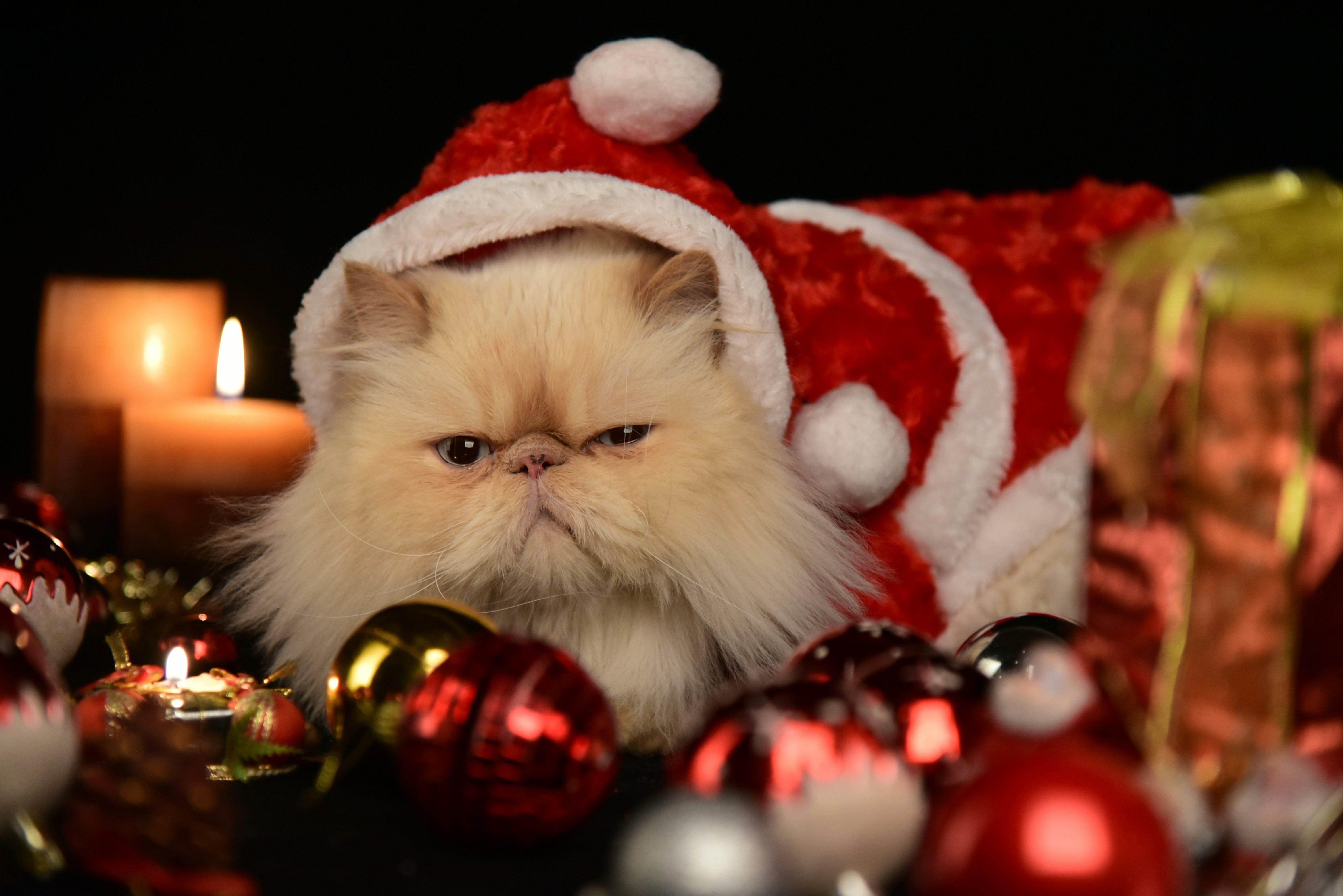 A grump cat wears a red Christmas hat, sitting amongst Christmas decorations.