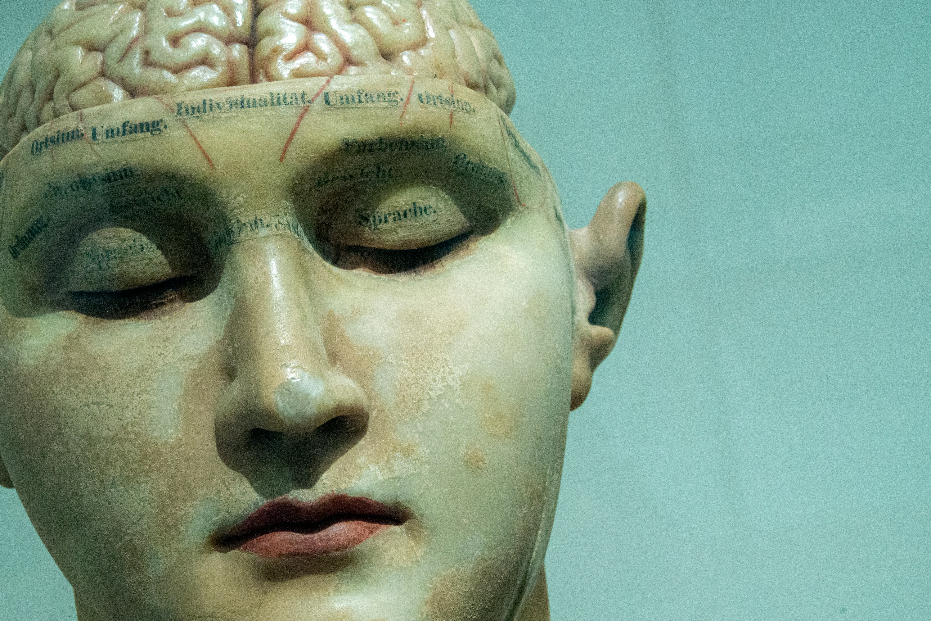 A phrenology head is shown with its eyes closed.