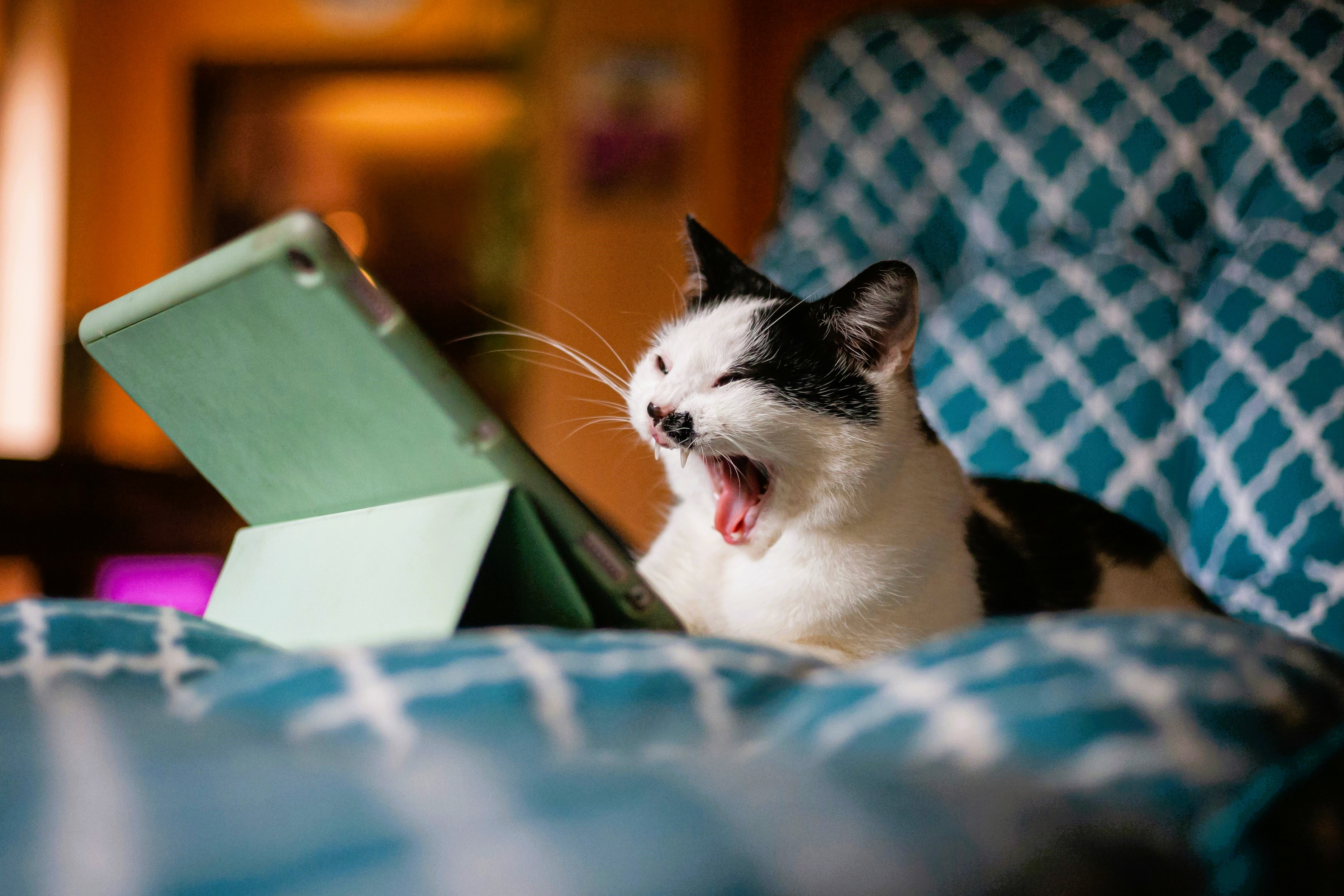 A cat with a small black moustache marking snarls while sitting in front of a tablet.