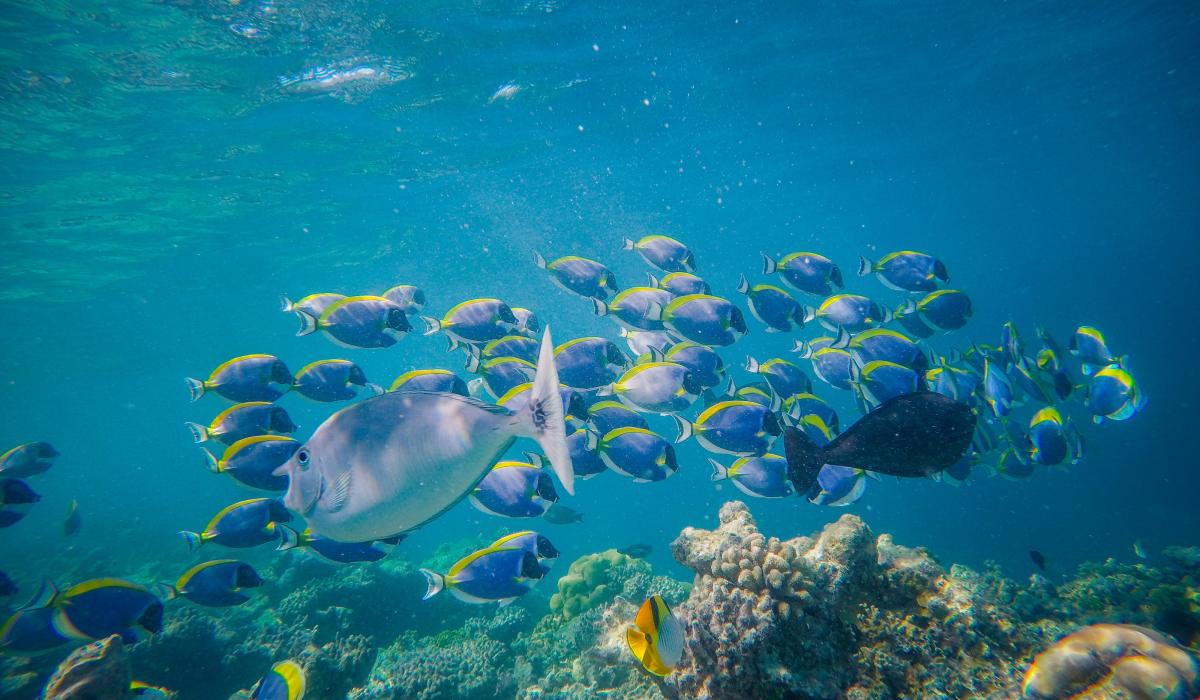 A school of tropical fish swims to the right, while one swims to the left.