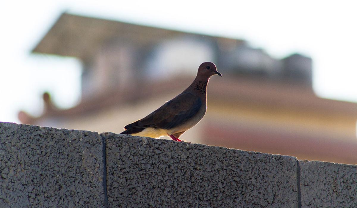 A dove stands on a concrete block wall.