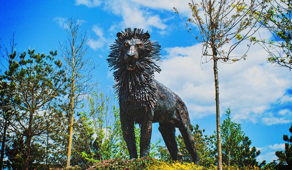 A steel sculpture of a male lion.