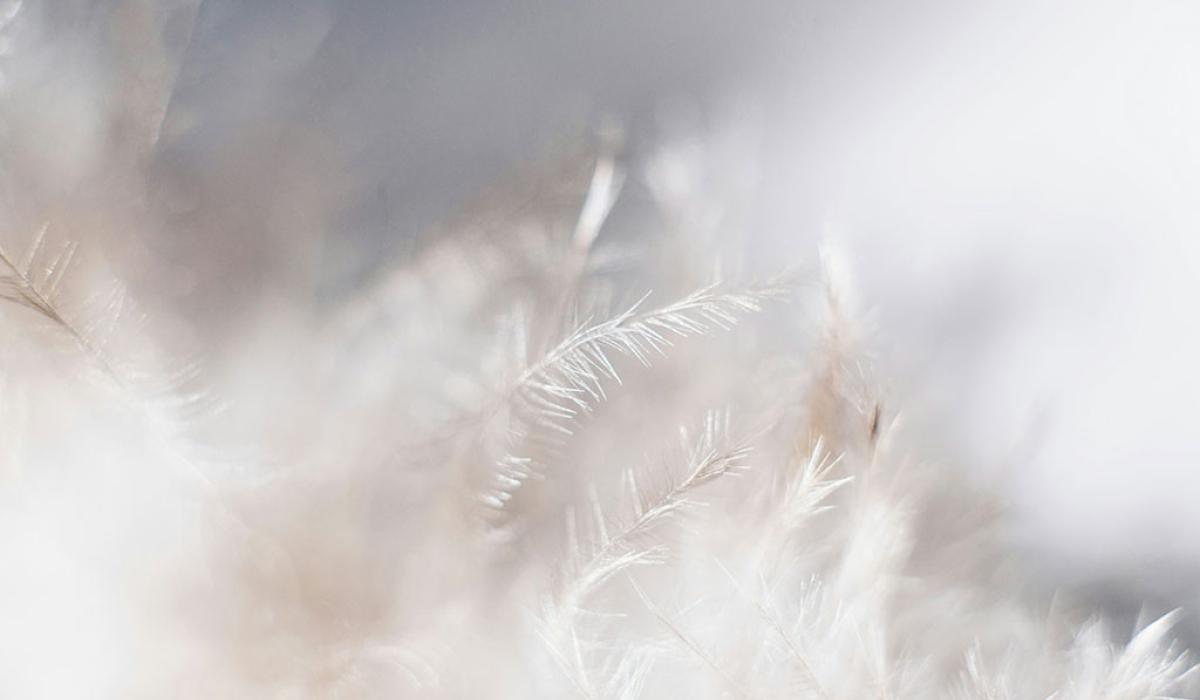 a pile of feathers.