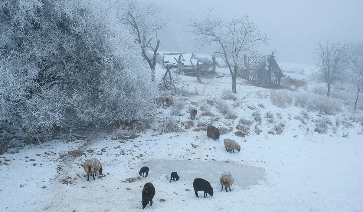 Sheep around a frozen pond in a snowy landscape, a ruined cottage sits beyond.