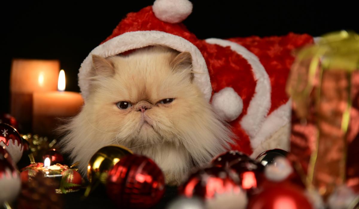 A grump cat wears a red Christmas hat, sitting amongst Christmas decorations.