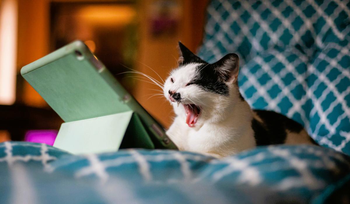 A cat with a small black moustache marking snarls while sitting in front of a tablet.