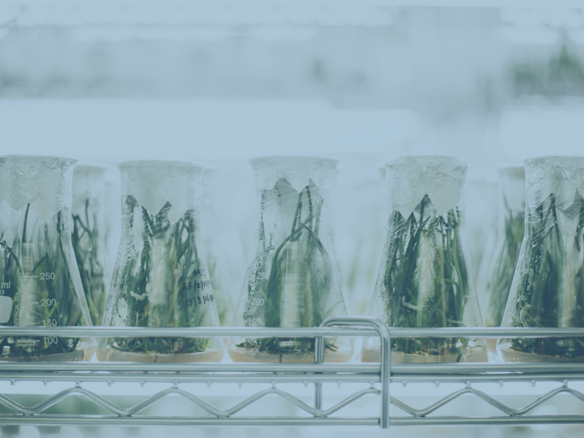 Vails containing growing plants sit in a lab's fridge.