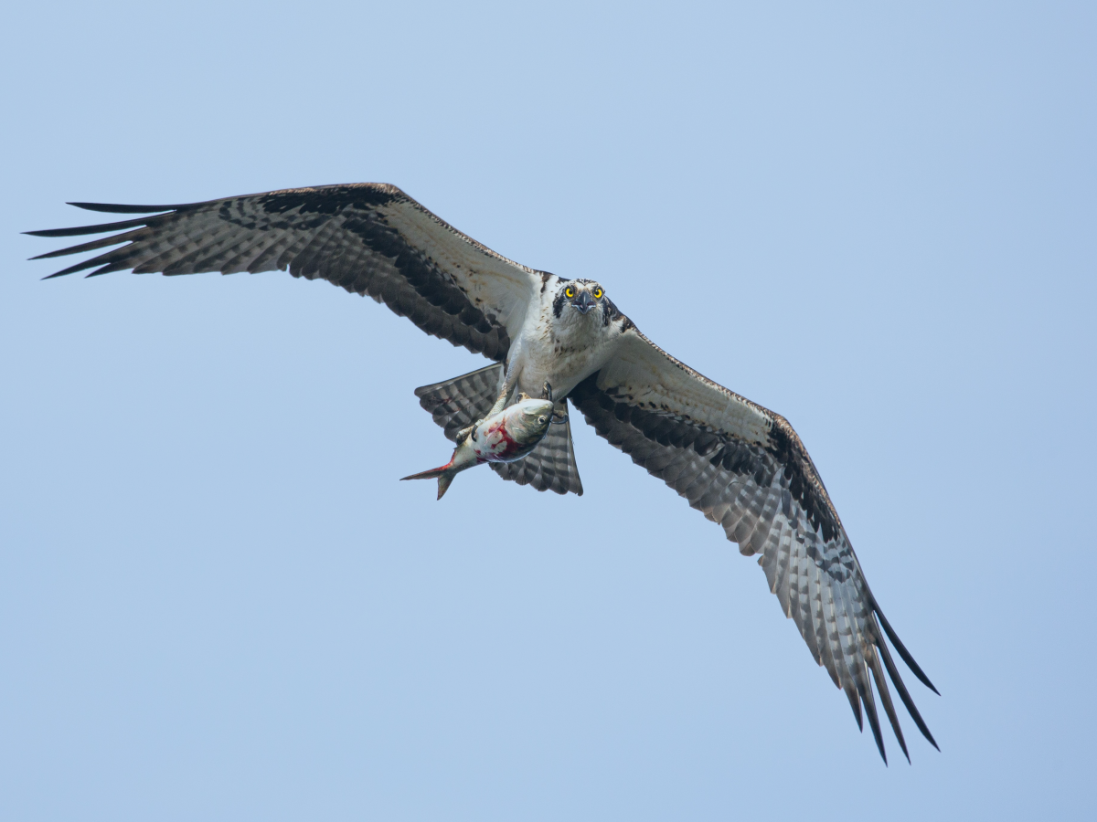 An osprey, in flight, holds a fish in its claws.