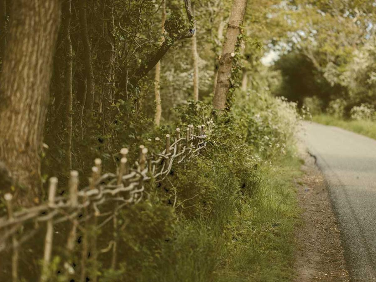 a newly laid hedge merges into an older one, next to a road