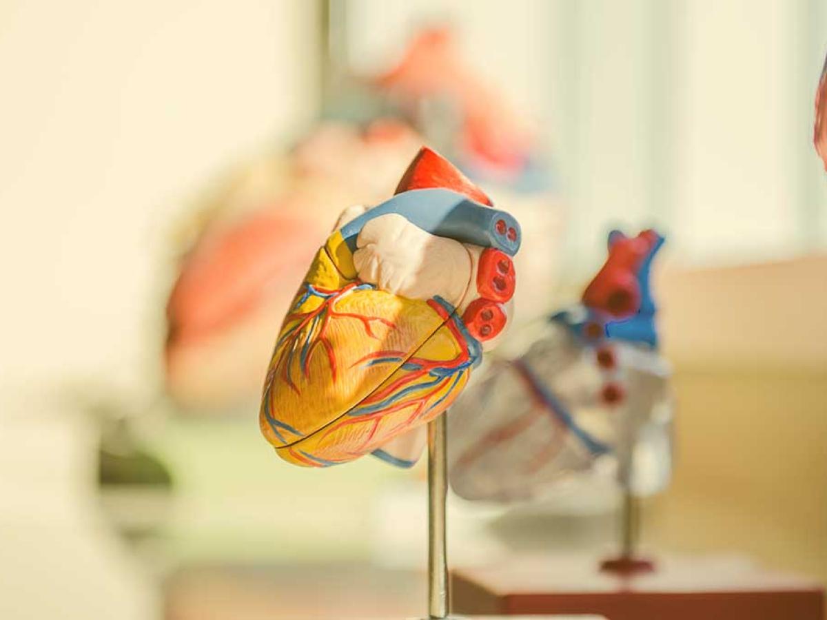 A model of a human heart on a short stand.