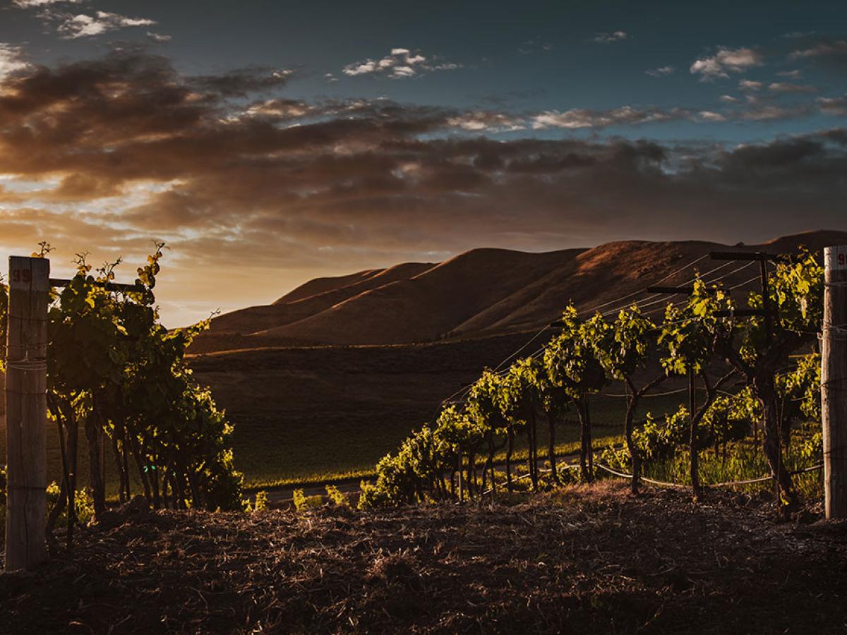 Evening sun sets glowing light across vines in a vinyard.