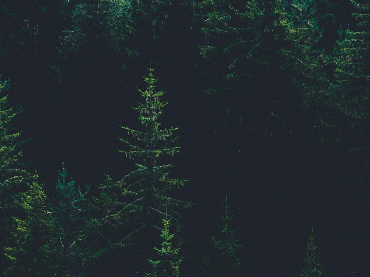 A light green pine tree stands amidst dark green forest and its black shadows