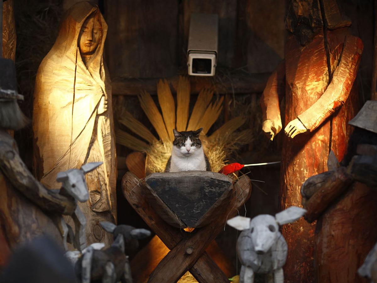 A nativity seen with wooden figures and hay, amidst which a cat sits in the manger.