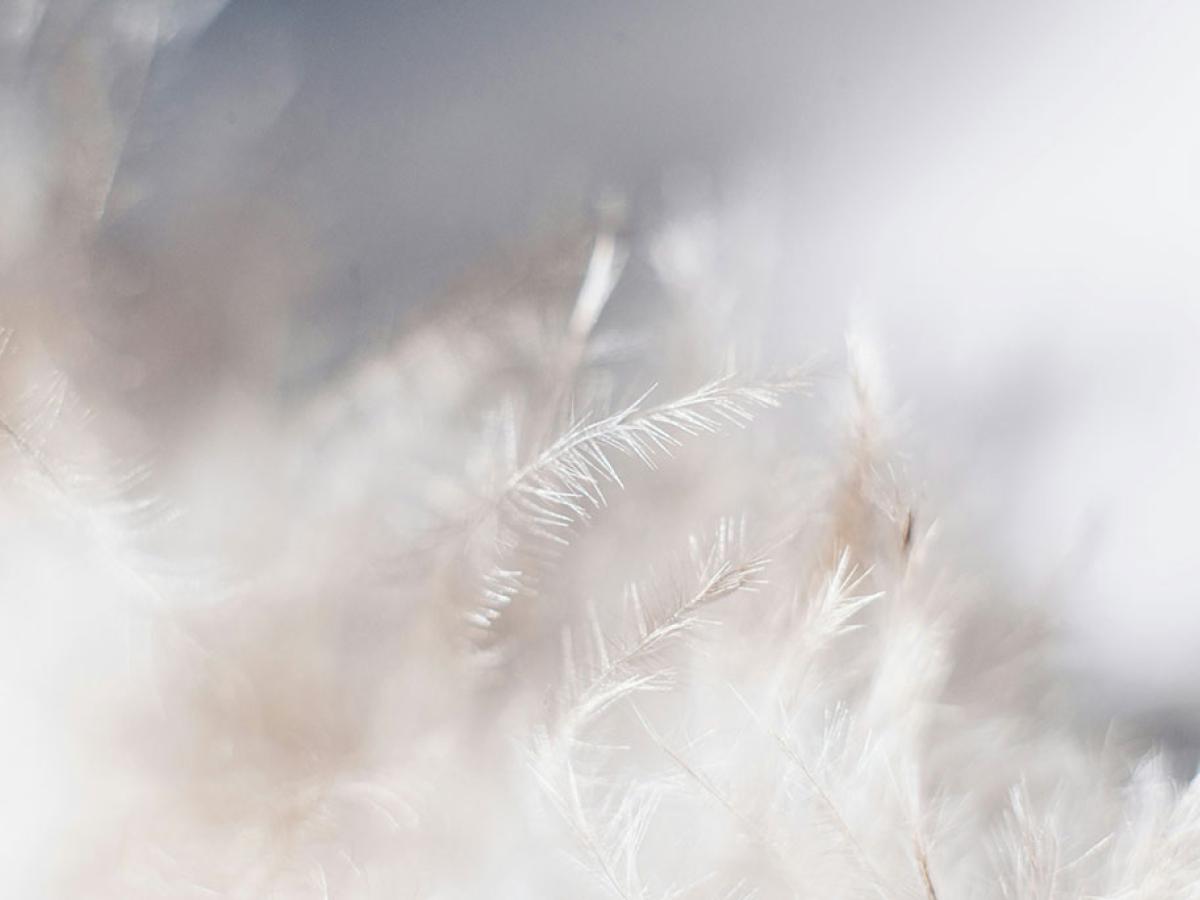 a pile of feathers.