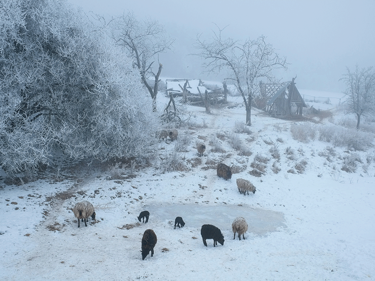 Sheep around a frozen pond in a snowy landscape, a ruined cottage sits beyond.