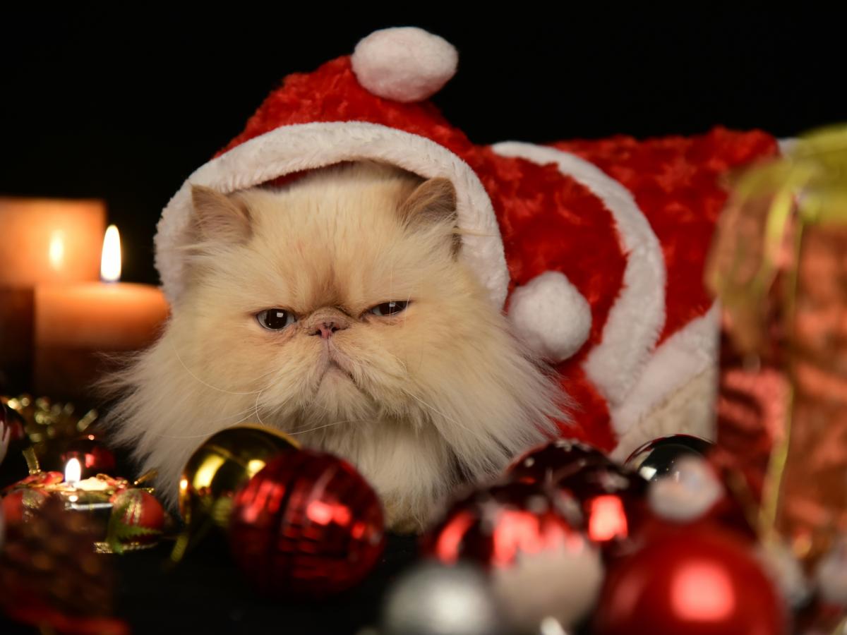 A grump cat wears a red Christmas hat, sitting amongst Christmas decorations.