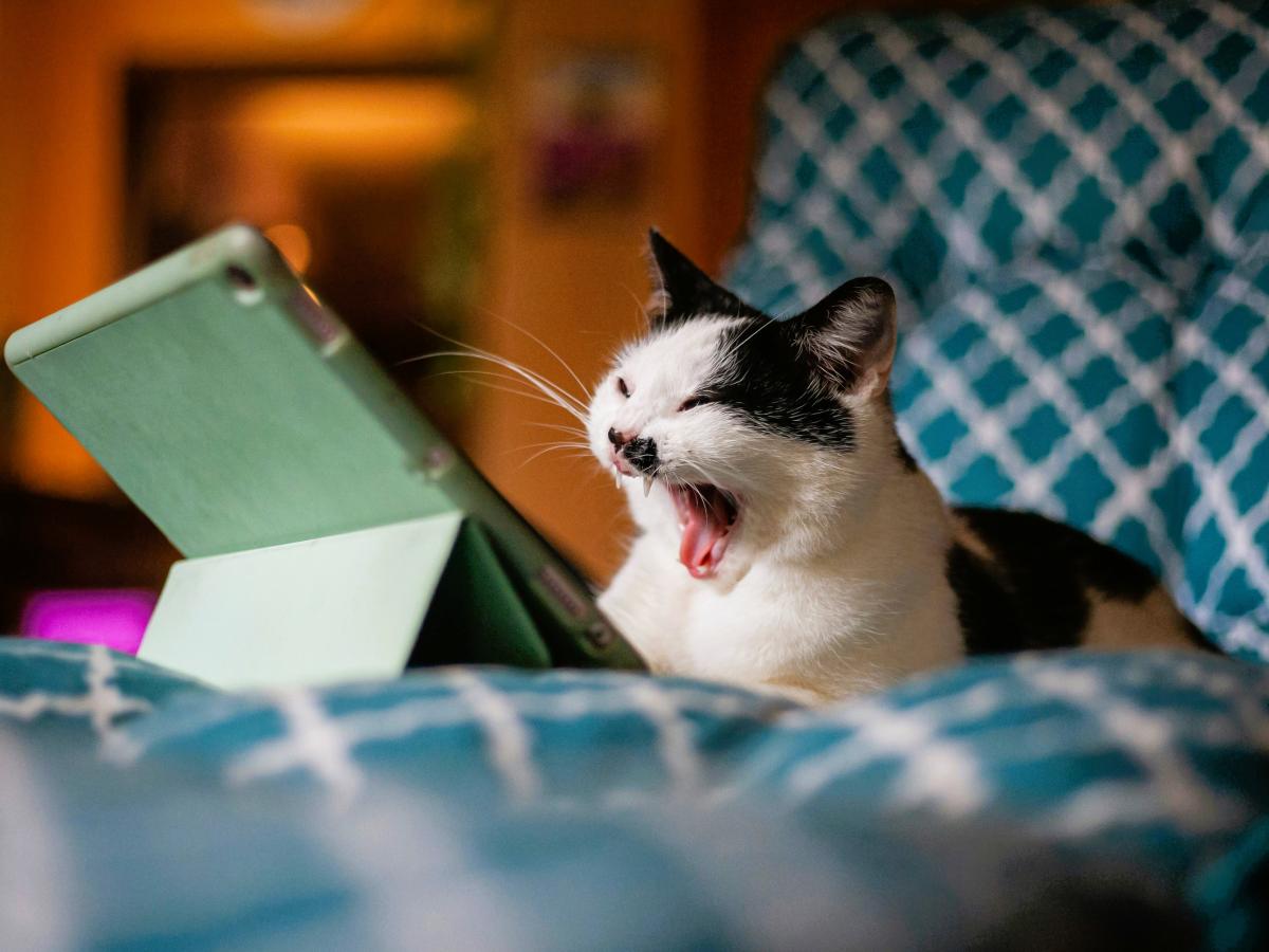 A cat with a small black moustache marking snarls while sitting in front of a tablet.