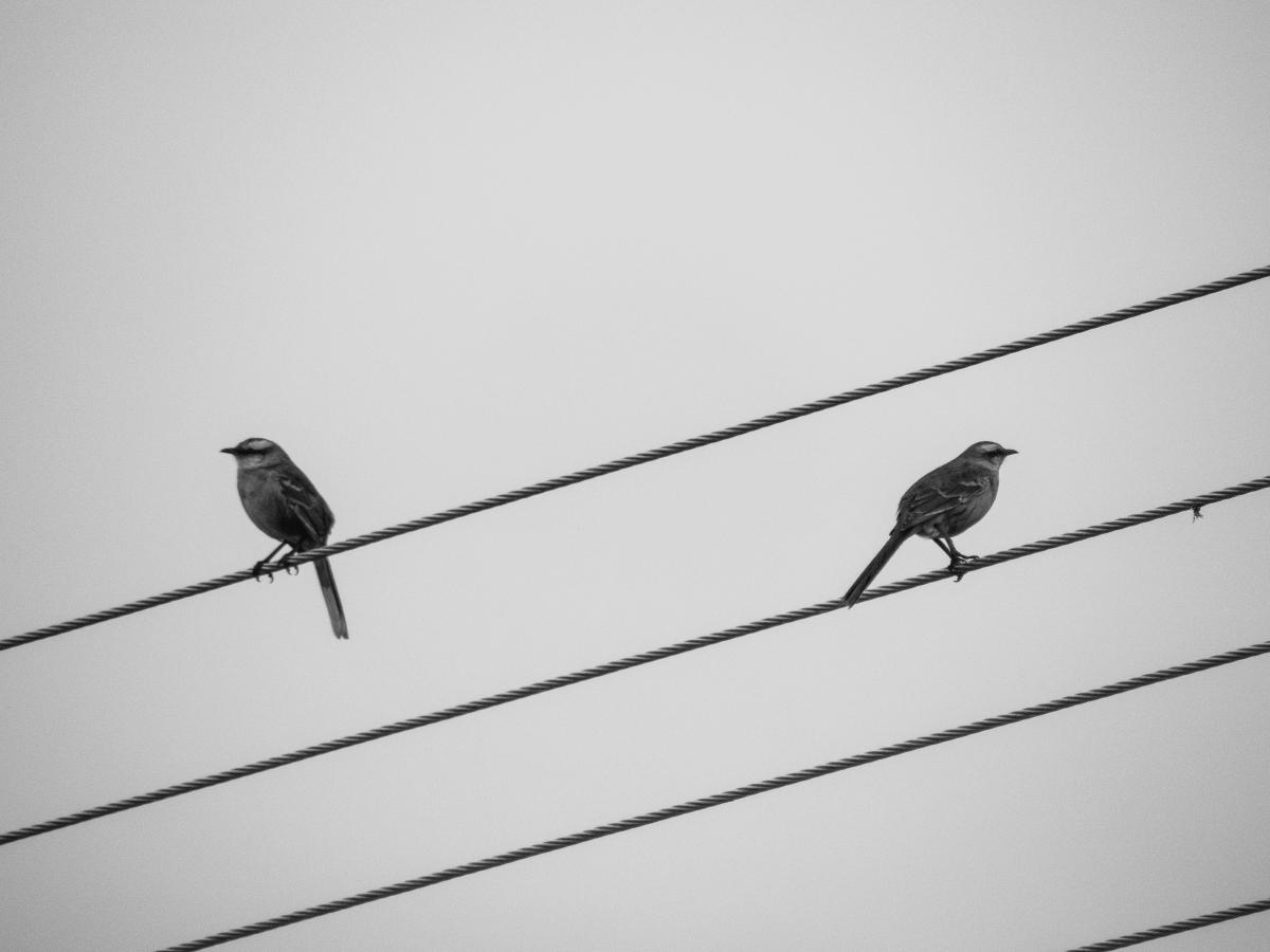 Two bird sit on wires facing in opposite directions.
