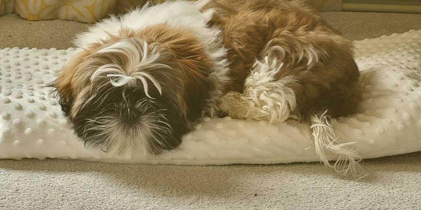 a puppy sleeps on a cushion