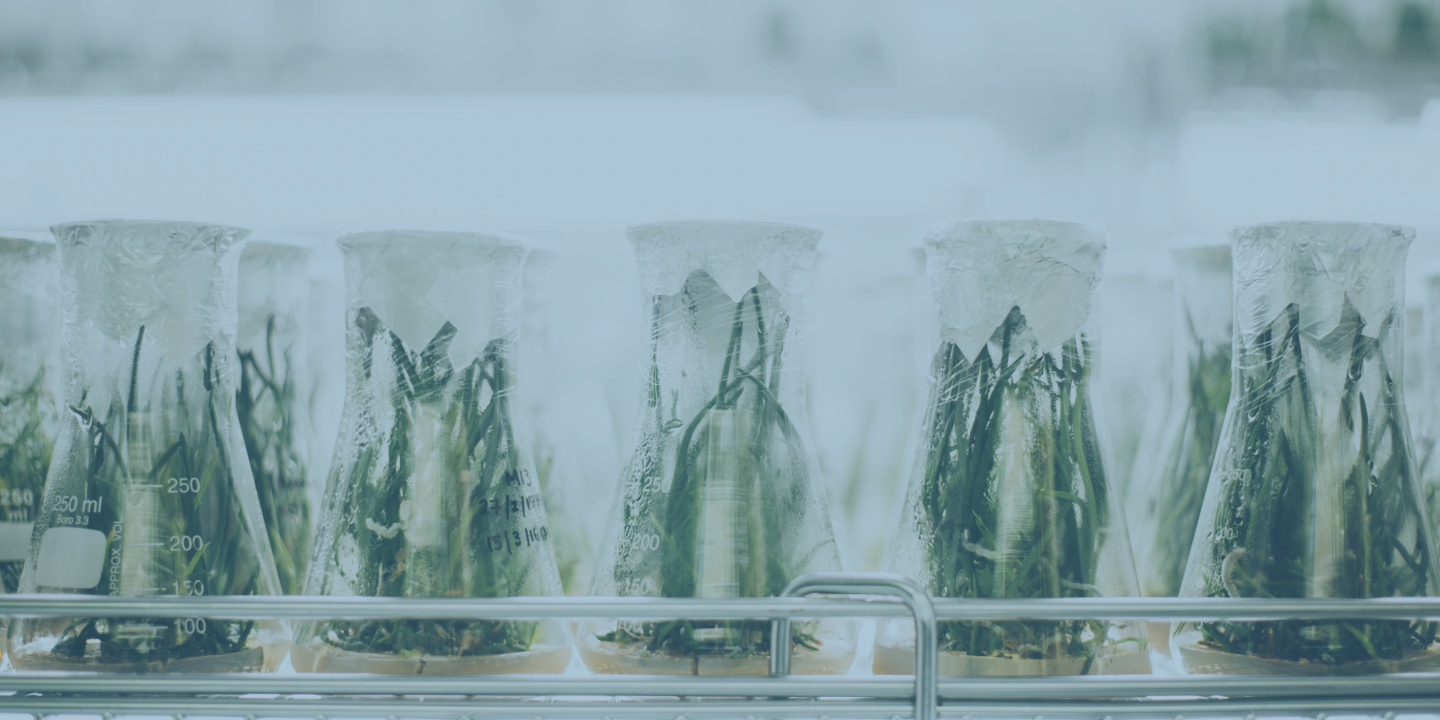 Vails containing growing plants sit in a lab's fridge.