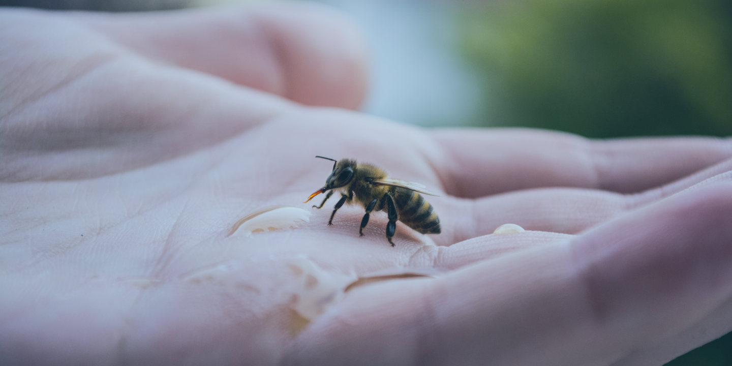 A bee rests on a human hand sipping a liquid.