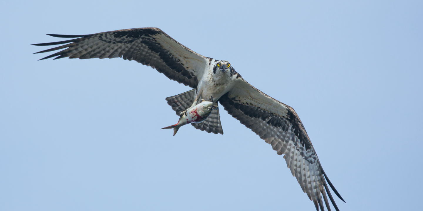 An osprey, in flight, holds a fish in its claws.