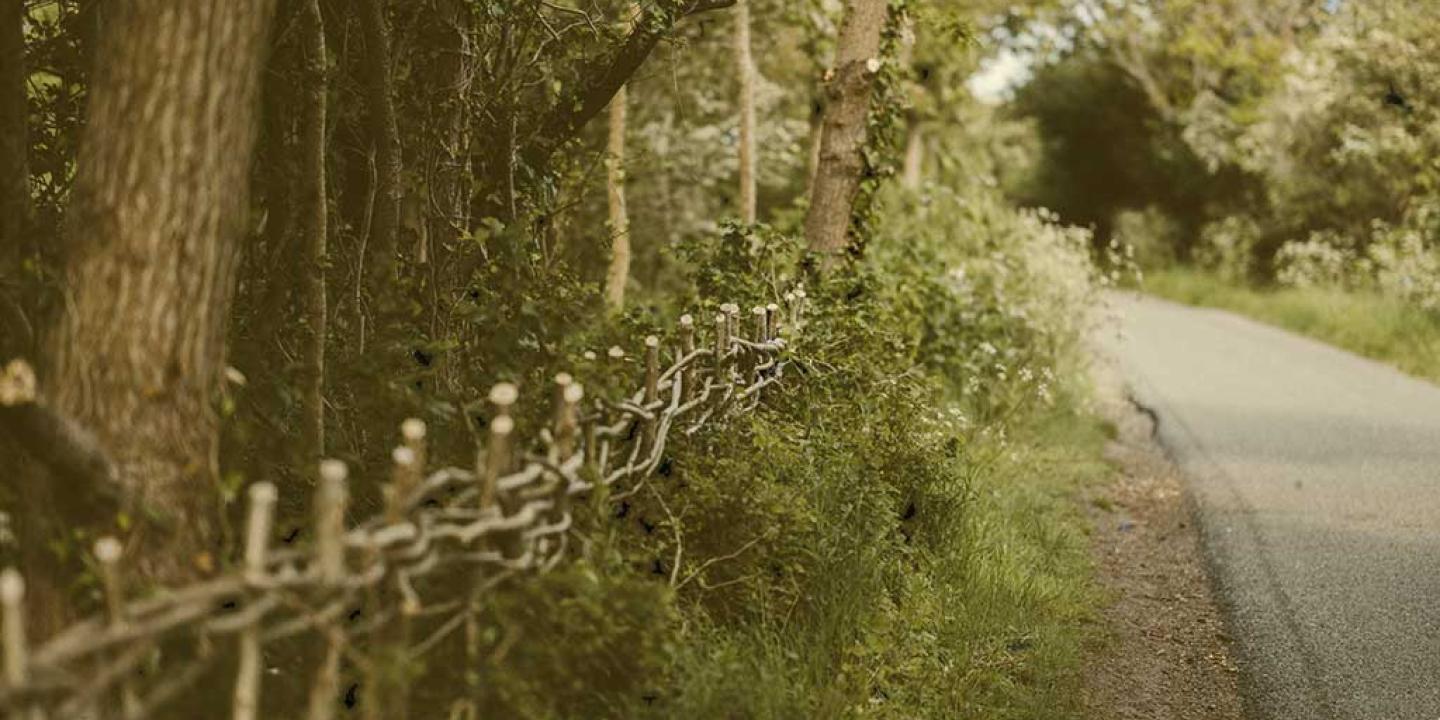 a newly laid hedge merges into an older one, next to a road