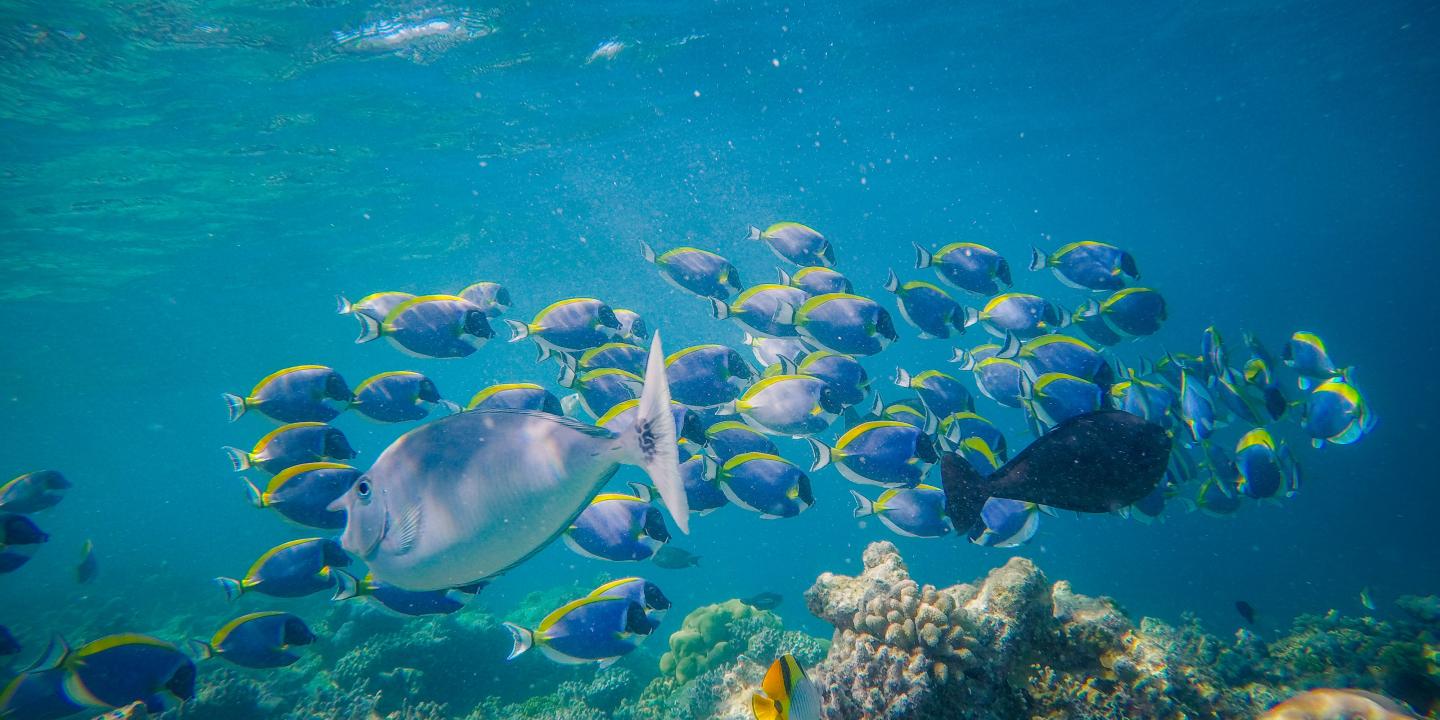 A school of tropical fish swims to the right, while one swims to the left.