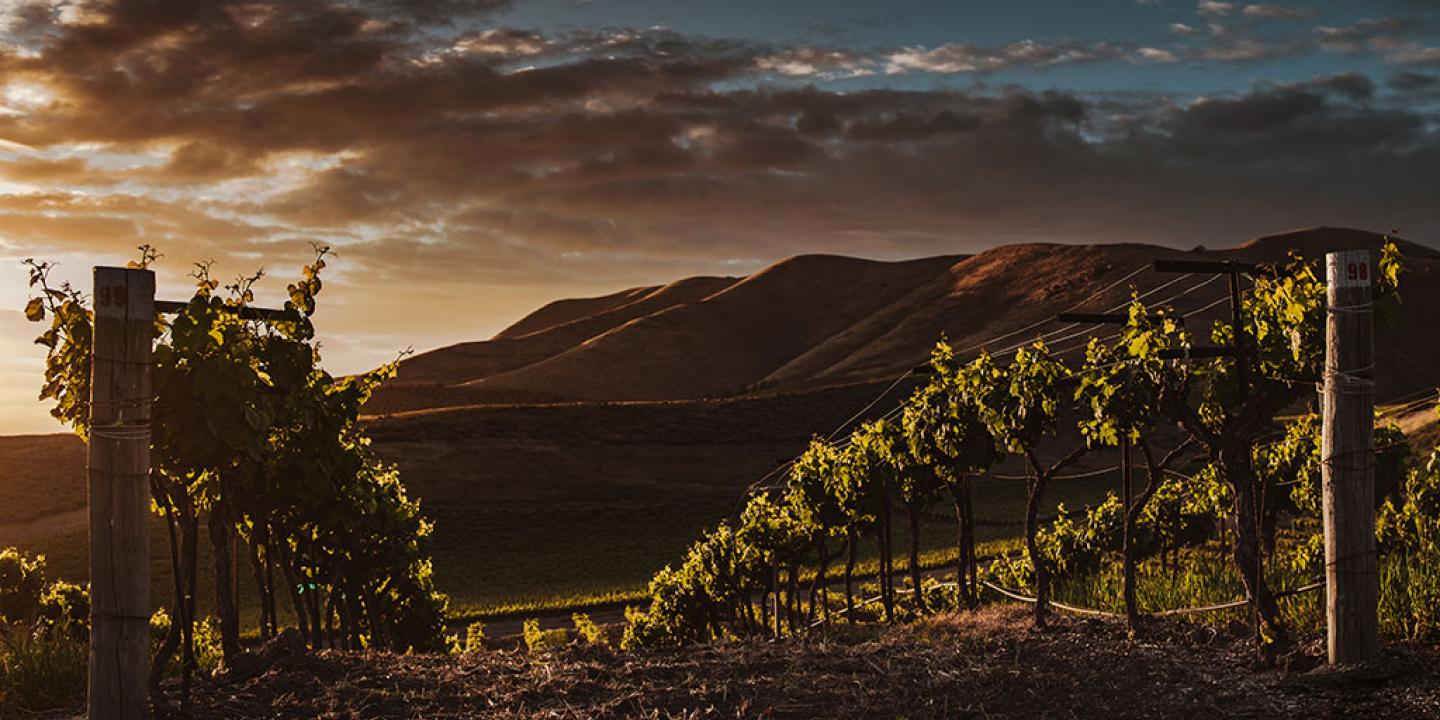 Evening sun sets glowing light across vines in a vinyard.