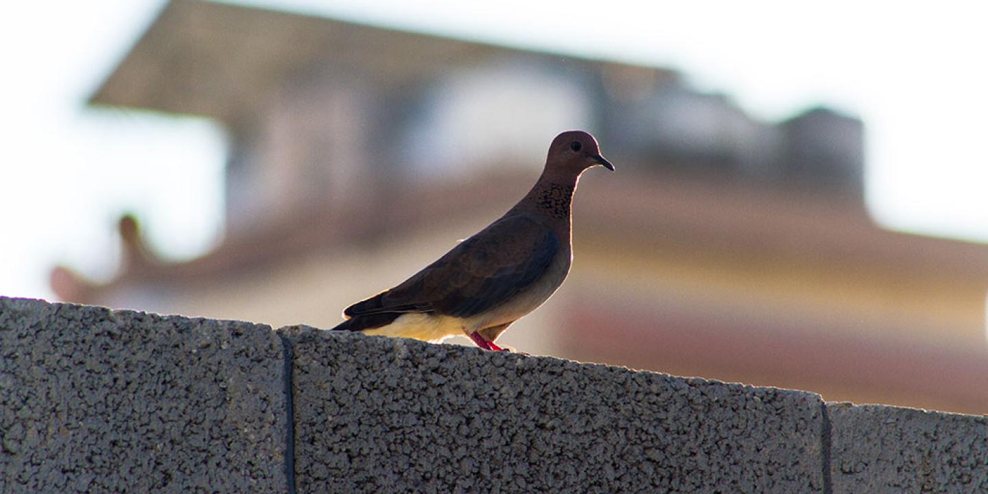 A dove stands on a concrete block wall.