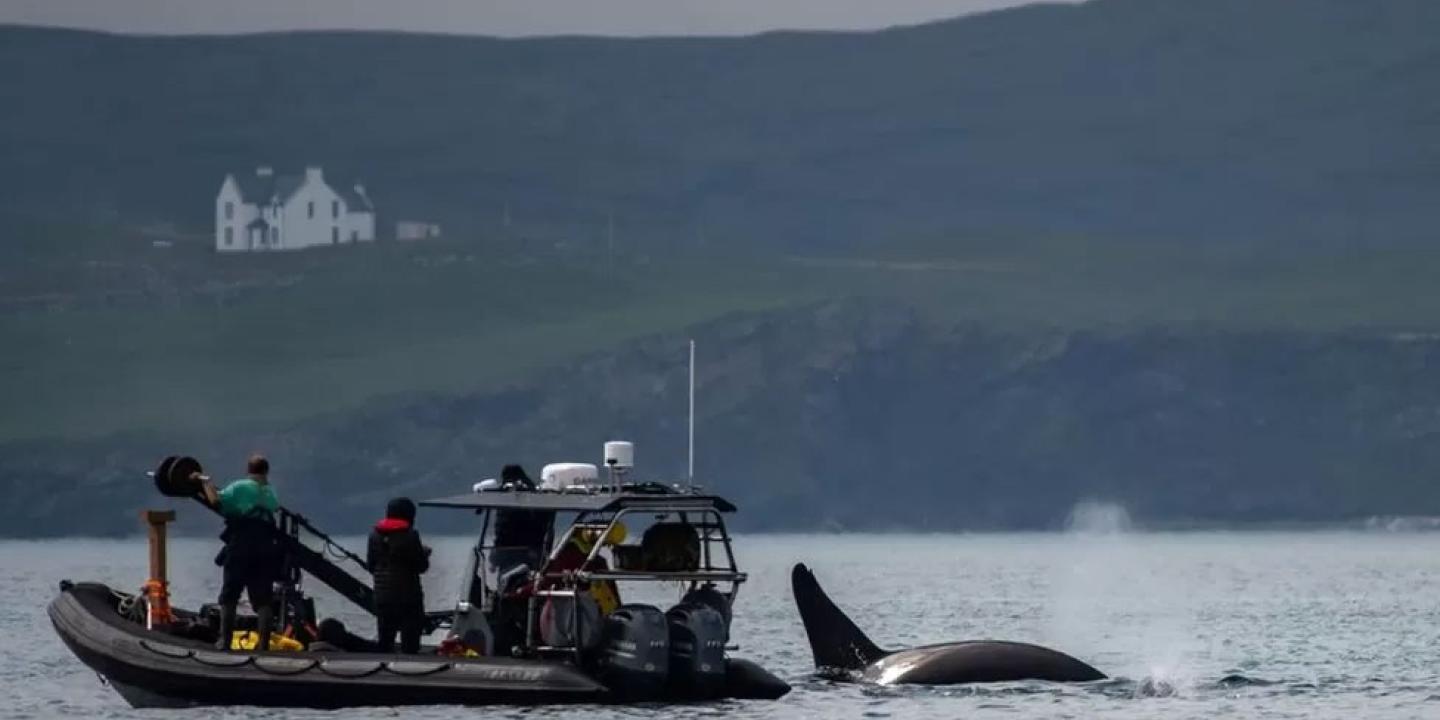 A boat holding a camera crew drifts next to a whale fin.