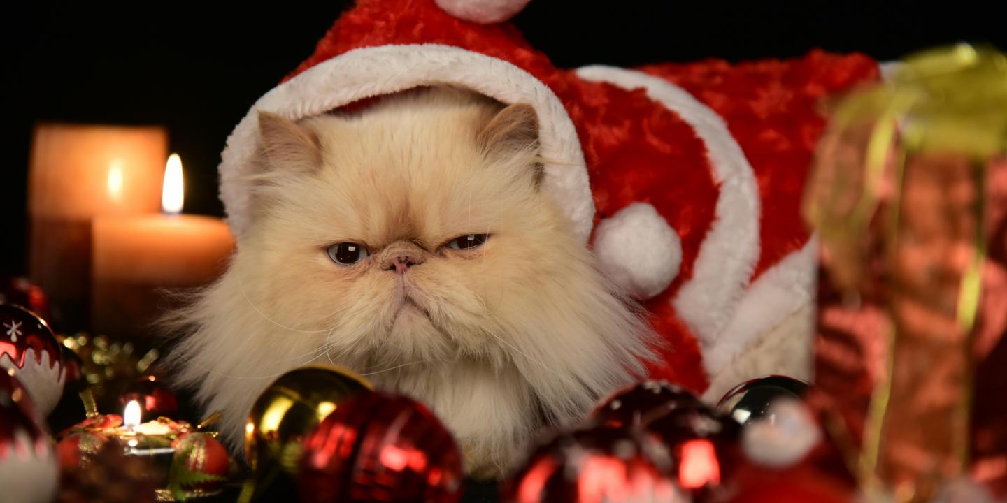 A grump cat wears a red Christmas hat, sitting amongst Christmas decorations.