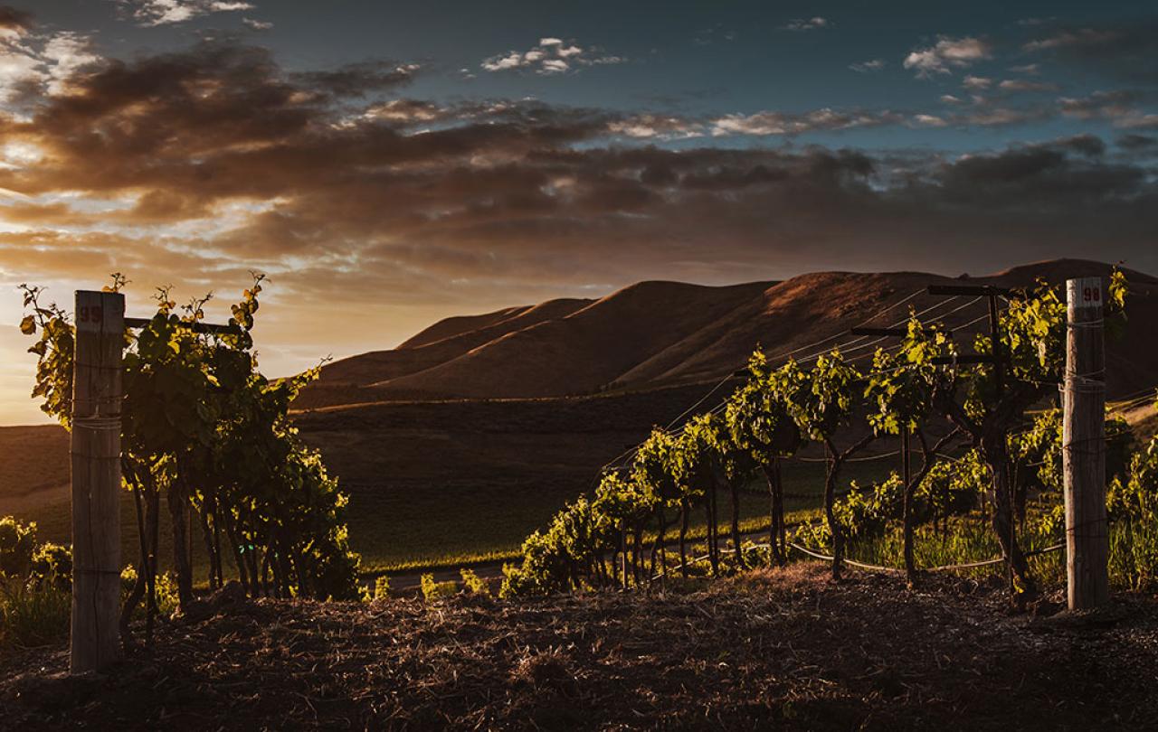 Evening sun sets glowing light across vines in a vinyard.