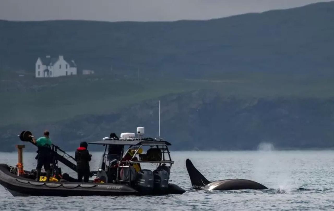 A boat holding a camera crew drifts next to a whale fin.