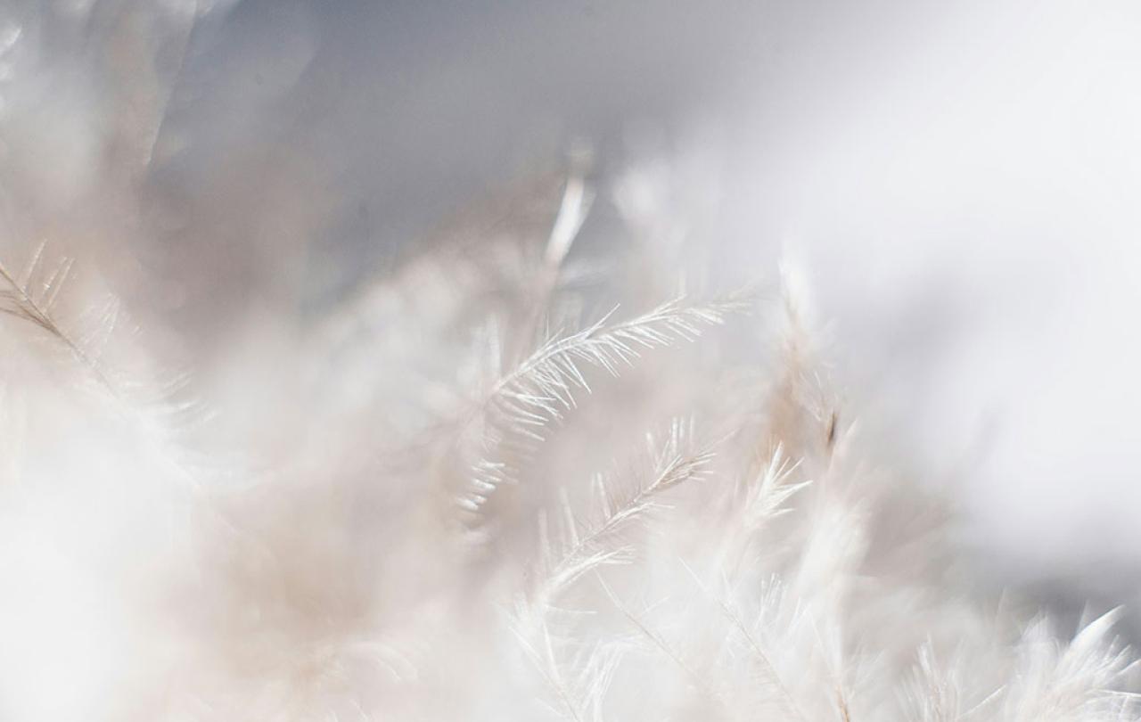 a pile of feathers.