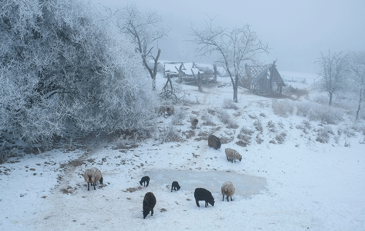 Sheep around a frozen pond in a snowy landscape, a ruined cottage sits beyond.