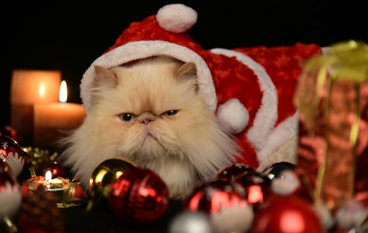 A grump cat wears a red Christmas hat, sitting amongst Christmas decorations.