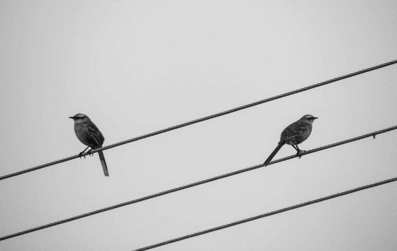 Two bird sit on wires facing in opposite directions.