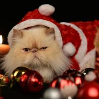 A grump cat wears a red Christmas hat, sitting amongst Christmas decorations.